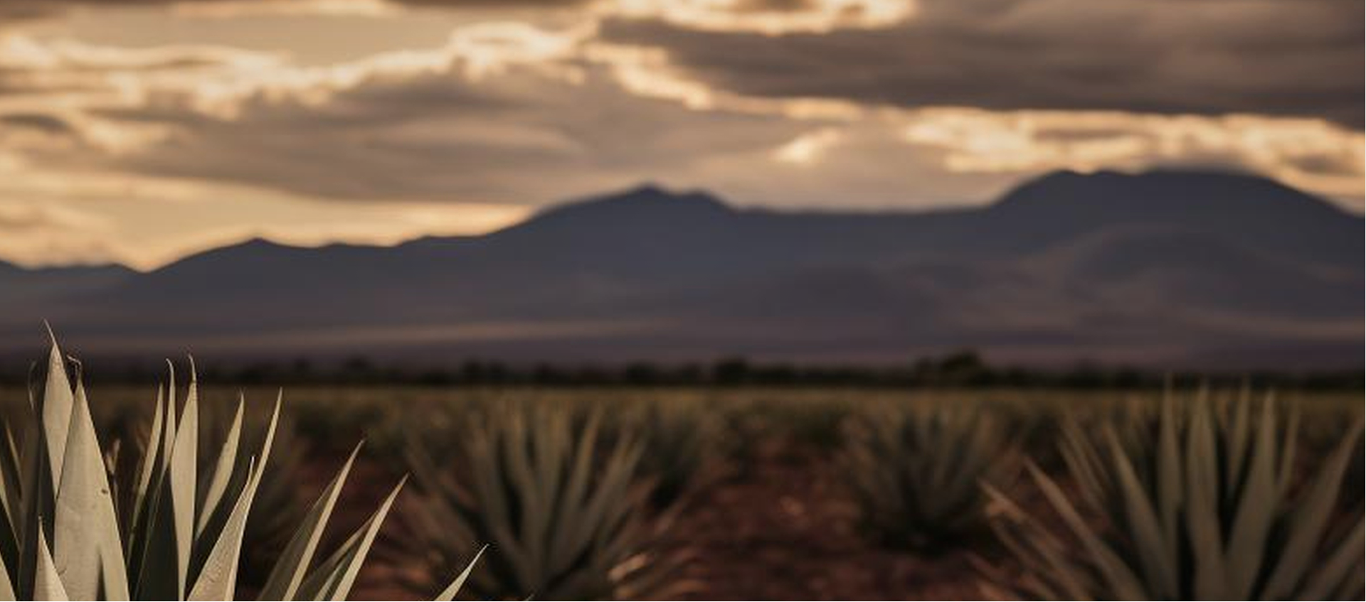 Agaves